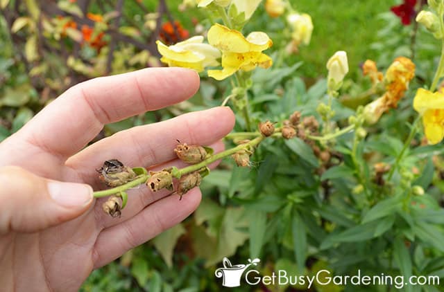 Harvesting seeds from flowers