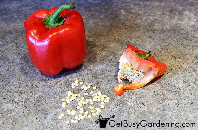 Harvesting seeds from vegetables