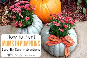 How To Plant A Mum In A Pumpkin Step By Step
