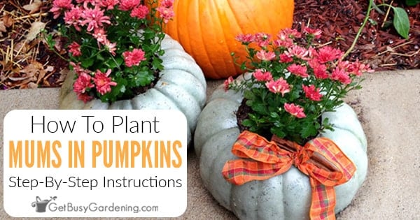 How To Plant A Mum In A Pumpkin Step By Step - Get Busy Gardening