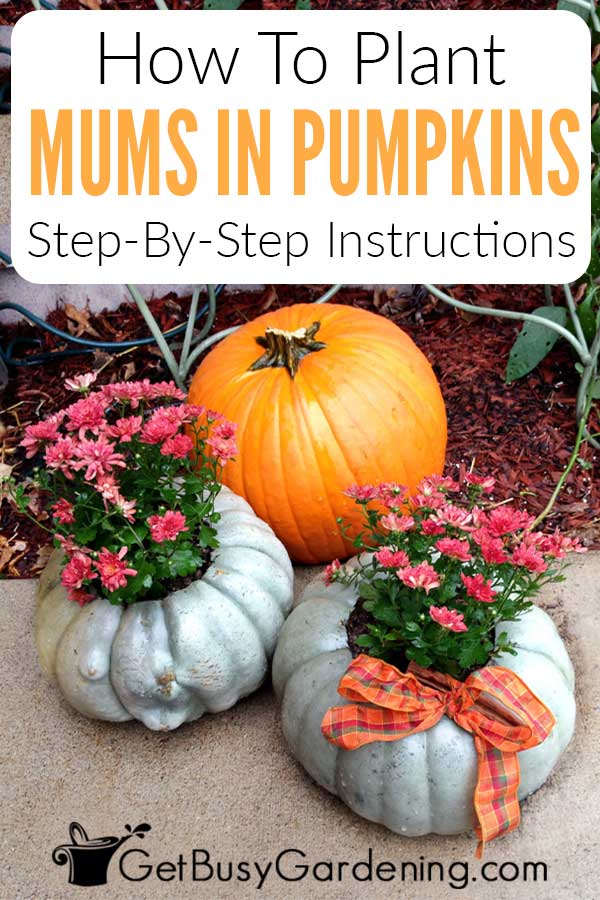 How To Plant Mums In Pumpkins Step-By-Step Instructions