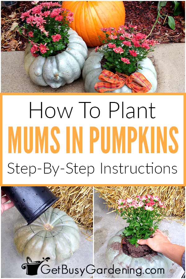 How To Plant Mums In Pumpkins Step-By-Step Instructions