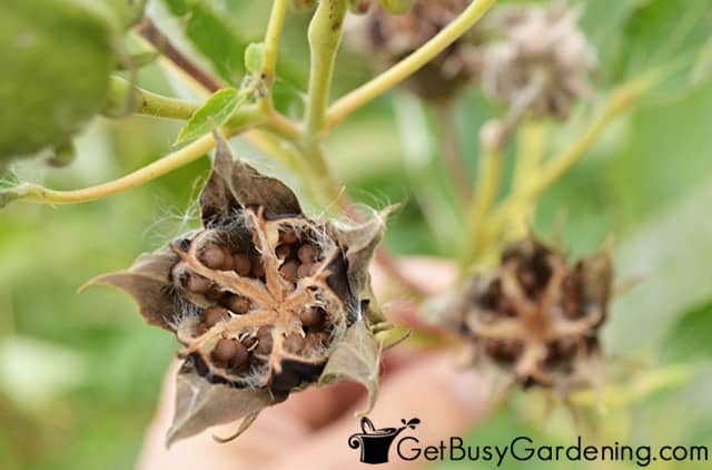 Mature seeds inside a pod ready to be collected