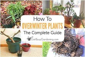 How To Overwinter Plants: The Complete Guide