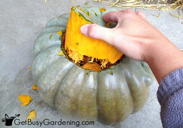 Removing the top of the pumpkin