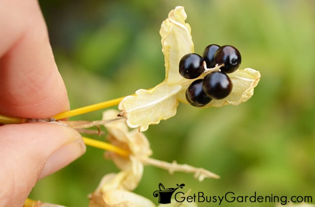 Ripe seeds ready to be picked