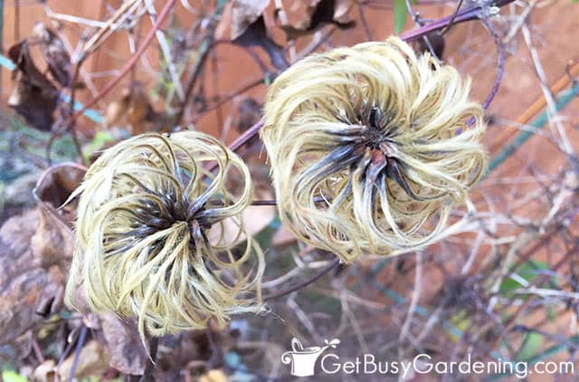 Seeds forming on a flower head