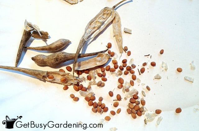 Separating radish seeds from chaff