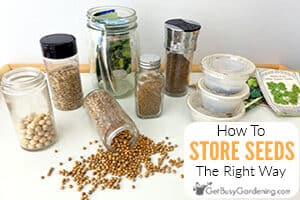 Storing Seeds The Right Way