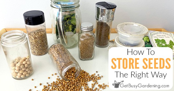 How to organize your vegetable and herb seeds for long term storage 