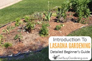 Lasagna Gardening 101: How To Make A Lasagna Gardenrdening: Detailed Beginner's Guide