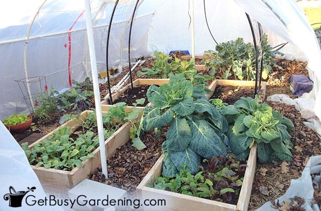 Growing veggies in my diy greenhouse