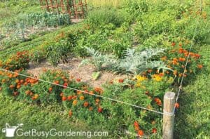 No Dig Gardening 101: How To Start A No Till Garden