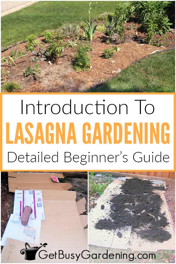 Introduction to Lasagna Gardening: Detailed Beginner's Guide