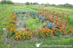 No Dig Gardening 101: How To Start A No Till Garden