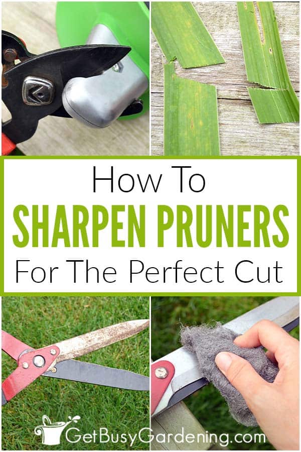 How To Sharpen Pruners For The Perfect Cut