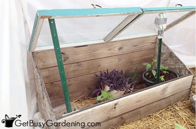 Using my cold frame to protect plants