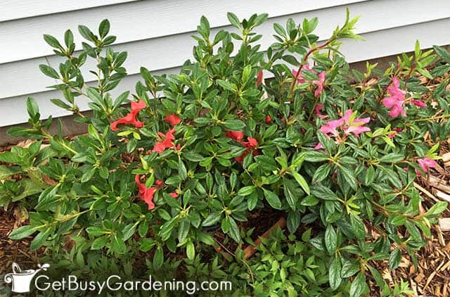 Azalea is one of the best partial shade shrubs