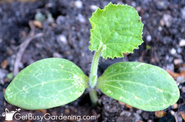 Baby cucumber seedling growing in my garden