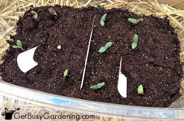 Cucumber seedlings right after germinating