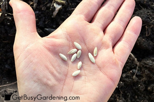 Cucumber seeds in my hand ready for planting