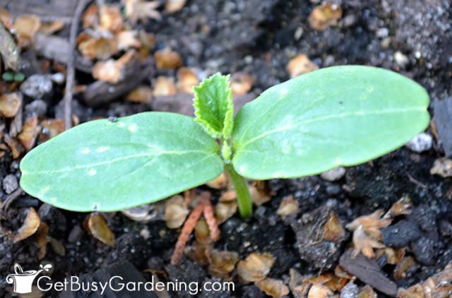 First true leaves forming on a cucumber seedling