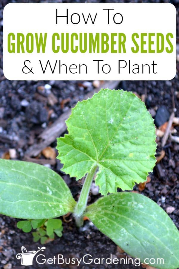 How To Plant And Grow Cucumber Seeds The Complete Guide Get Busy Gardening