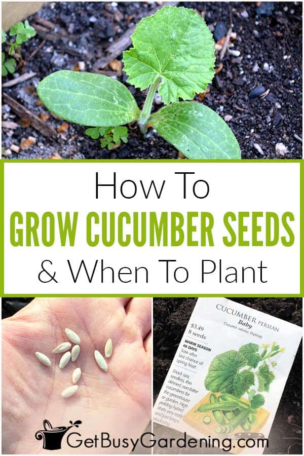 How To Grow Cucumber Seeds & When To Plant