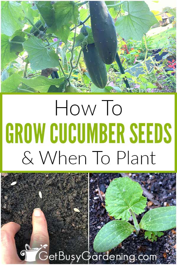 How To Grow Cucumber Seeds & When To Plant