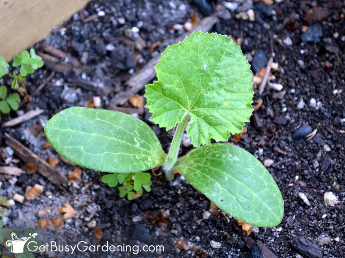 Baby cucumber plant growing from seed