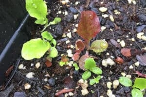 Tiny lettuce plants growing from seed