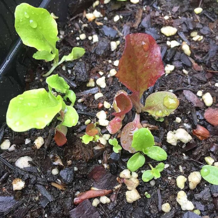Growing Lettuce From Seed: The Complete How To Guide - Get Busy Gardening