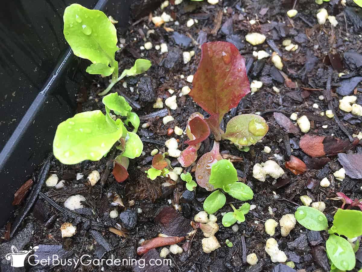 Planting Lettuce Seeds Tips For Growing Lettuce From Seed