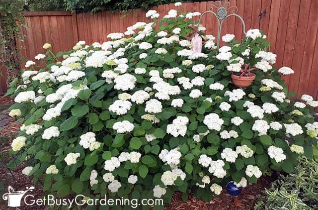 Hydrangeas are flowering bushes for shade