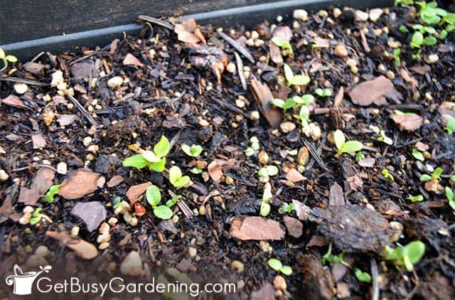 Lettuce seeds starting to germinate