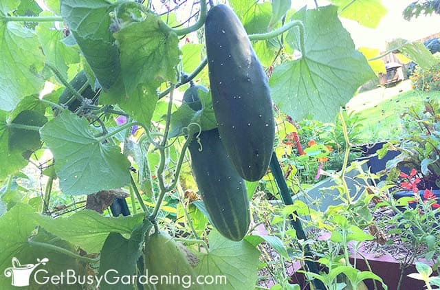 Mature cucumbers on the vine ready to harvest