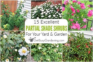 15 Shrubs For Partial Shade In Your Garden