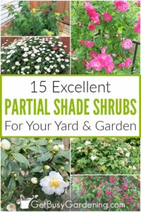 15 Partial Shade Shrubs For Your Yard Or Garden