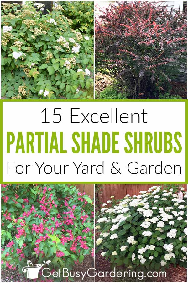 15 Excellent Partial Shade Shrubs For Your Yard & Garden