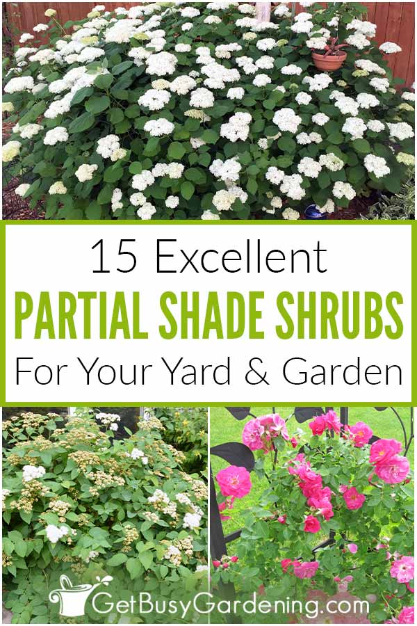 15 Excellent Partial Shade Shrubs For Your Yard & Garden