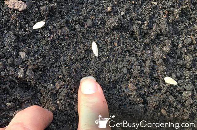 How To Plant & Seeds: Step-By-Step Guide