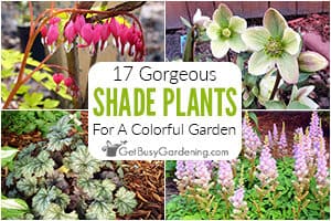 17 Colorful & Gorgeous Shade Garden Plants
