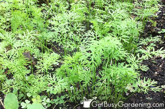 Baby carrot plant seedlings