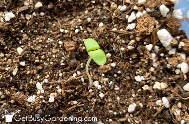 Baby lavender seedling germinating