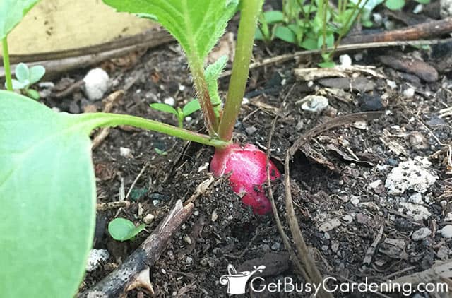 Baby radish plant seedling