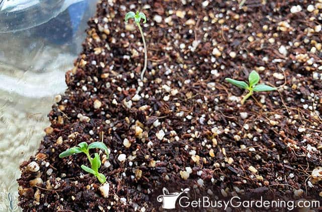 Baby tomatillo seedlings germinating