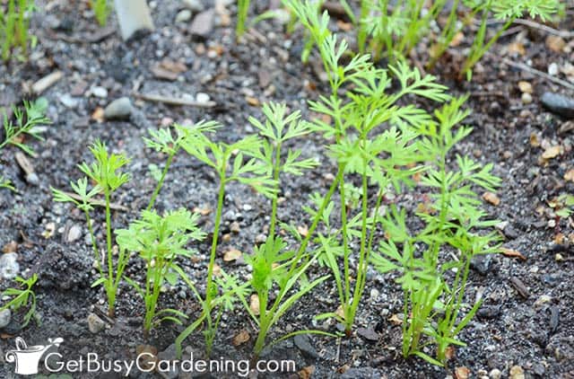First true leaves on carrot seedlings