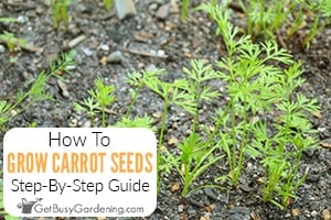 How To Plant & Grow Carrots From Seed