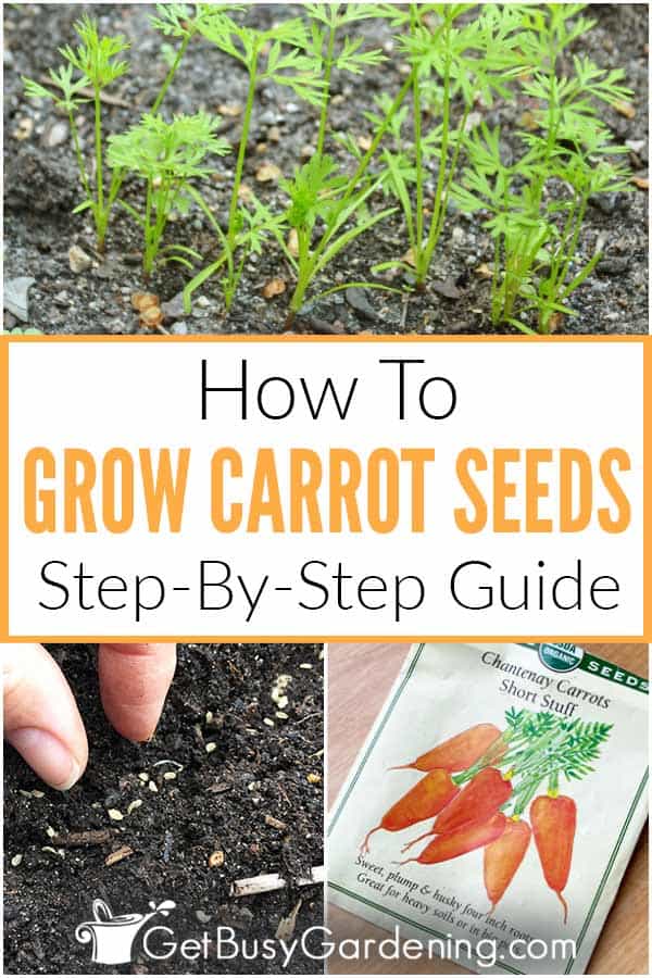 How To Grow Carrot Seeds Step-By-Step Guide