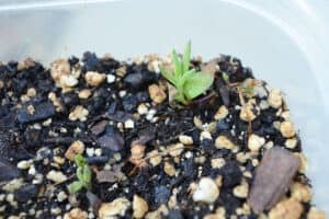 Tiny lavender plants growing from seed